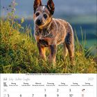Kalenderblatt für Juli 2027 mit einem Australian Cattle Dog-Welpen auf einer Wiese im Vordergrund.