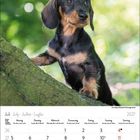 Kalender für Juli 2027. Ein Dackelwelpe sieht neugierig von einem Baumstamm hinunter, umgeben von unscharfem Grün.