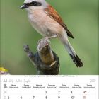 Kalender für Juli 2027. Ein Neuntöter sitzt auf einem Ast. Wochentage und Zahlen in einer Tabelle darunter.