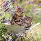 Zwei getigerte Kätzchen sitzen in einer alten Schubkarre, umgeben von lila Lavendelblüten im Freien.