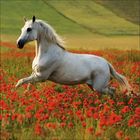 Ein weißes Pferd galoppiert durch ein Feld voller leuchtend roter Mohnblumen, umgeben von sanften, grünen Hügeln.