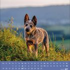 Kalender Juli 2027: Ein junger Hund steht auf einer grünen Wiese mit unscharfem Hintergrund.