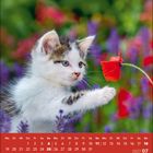 Kalender Juli 2027. Eine bunte, blühende Wiese. Eine Kätzchenpfote berührt eine rote Blume.