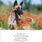 Kalenderwoche 20, 17. bis 23. Mai, Zitat von Calvin Coolidge: "Ein Mensch, der keine Hunde mag, ist nicht befähigt, Präsident zu werden." Ein belgischer Schäferhund steht in einem Feld voller roter Mohnblumen.