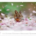 Kalenderblatt Juli 2024. Eine Maus sitzt zwischen rosa Blütenblättern und hält eine Nuss in den Pfoten.