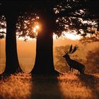Kein Text vorhanden. Zwei Bäume im Vordergrund, Sonnenuntergang im Hintergrund, Silhouette eines Hirsches sichtbar.