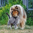 Ein Hund mit langem Fell und eine graue Katze stehen eng zusammen auf einer Wiese, umgeben von grünem Laub.