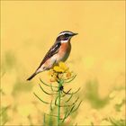 Kein sichtbarer Text. Ein kleiner Vogel mit braun-orangefarbenem Gefieder sitzt auf einem gelben Blütenstängel vor unscharfem Hintergrund.