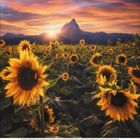 Kalender für Juli 2023; großes Sonnenblumenfeld vor einem Berg bei Sonnenuntergang, der Himmel in leuchtenden Farben.