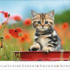Kalenderseite: Juli 2023. Eine getigerte Katze sitzt in einem Feld voller roter Mohnblumen.