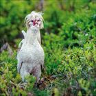 Drei Hühner stehen auf einem Holztrog mit fließendem Wasser, umgeben von grünem Gras und großen Blättern.