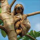 Ein Faultier klammert sich an einen Baumast und entspannt sich in der Sonne; seine langen Krallen sind gut sichtbar.