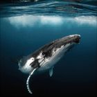 Ein Buckelwal schwimmt unter Wasser nahe an der Oberfläche, mit klar sichtbarer blauer Unterwasserwelt.