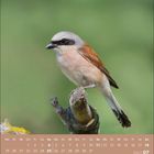 Kalender unten mit Daten für Juli 2027. Ein Vogel sitzt auf einem Ast vor grünem Hintergrund.