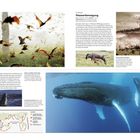 Odyssee durch Afrika, Massenbewegung, Ozeanreisende. Afrikanische Tiere, inklusive Weißbartgnus und Buckelwale in Bewegung.