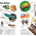 "Hilfreiche Arten" und diverse Insektenbeschreibungen. Beispiel: Plattbauch, gebänderte Prachtlibelle, Raubwanze.