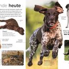 "Jagdhunde heute. Spaniels, Setter, Pointer und Retriever sind die häufigsten Jagdhunde." Verschiedene Hunde in Aktion.