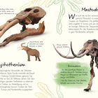 Links: "Gomphotherium" mit Schädel und Stoßzähnen. Rechts: "Mastodon" mit einem Skelett und Text über ihre Merkmale.