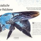 Asiatische blaue Holzbiene, flauschig blau und schwarz. Flügel schimmern. Text sagt: Kleine, blaue Hubschrauber.