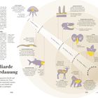Eine Milliarde Jahre Verdauung. Das menschliche Verdauungssystem beruht auf einer Milliarde Jahre der Evolution.

