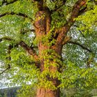 Kalenderblatt für Juli, zeigt einen großen Baum mit grünem Laub im Abendlicht; Daten und Sonntage sind hervorgehoben.