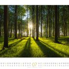 Kalendertage im Juli. Sonnenstrahlen fallen durch dichte Baumstämme in einem grünen Wald.