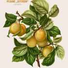 Text: "PFLAUME 'JEFFERSON', PRUNUS DOMESTICA". Kalendarium unten, gelbe Früchte und grüne Blätter illustriert.