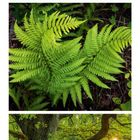 Kalendarium mit Datum im Juli. Oben ein Rehbock, darunter ein Farn und eine alte Eiche im Wald.