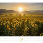 Kalenderblatt für Juli, Sonnenblumenfeld bei Sonnenaufgang in Nakhon Ratchasima, Thailand.