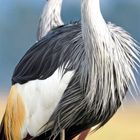 07, 12, 26, 13, 27. Zwei Kronenkraniche mit goldener Federkrone stehen auf einer Wiese.