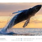 "Hurtigruten, Buckelwal vor der Insel Kvaløya, Troms, Norwegen". Ein Wal springt aus dem Wasser vor einem Sonnenuntergang. 