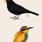 "Juli" steht unter Zahlen 1-31, darüber Illustrationen von Sumpfmeise, Amsel, Bienenfresser mit wissenschaftlichen Namen.