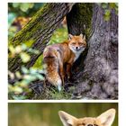 Kalenderseite: Juli mit Kalenderdaten. Drei Fotos von Rotfüchsen in verschiedenen Szenen. Flirtende Füchse unten.