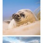 Kalender für Juli: Sanddünen mit Gras, darauf ein liegendes Robbenbaby, darüber Bäume am Strand unter blauem Himmel.