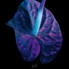 Text unten: "juli, draco, tom blachford & kate ballis". Ein leuchtendes Blatt in bläulichen und violetten Tönen auf schwarzem Hintergrund.