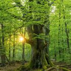 Ein Zitat von Antoni Gaudí beschreibt die Schönheit eines Baumes. Der Kalender zeigt den Monat Juli. Ein majestätischer Baum steht im Wald mit Sonnenstrahlen zwischen grünen Blättern.