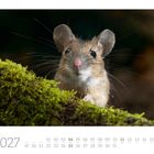 "07 2027" und eine neugierige Maus schaut aus grünem Moos hervor. Unten ein Kalender mit Monatsübersicht.
