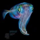 Karibischer Riffkalmar, Juli-Kalender. Ein bunter Kalmar mit leuchtenden Farben auf schwarzem Hintergrund.