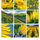 Kalenderblatt mit "07" für Juli, zahlreiche blühende Sonnenblumen und bunte Wiesenaufnahmen.