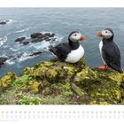 "Pinguinraubtier (Fratercula arctica) - Island. Foto: Oliver Glück/Unsplash." Zwei Papageientaucher auf moosiger Klippe am Meer.