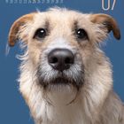Kalender: Monat Juli (07) mit Datumsübersicht. Ein wuscheliger Hund vor blauem Hintergrund.