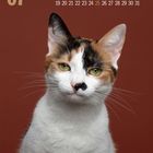 Kalenderseite mit Monatsübersicht: Juli. Im Vordergrund eine dreifarbige Katze mit hellgrünen Augen vor braunem Hintergrund.