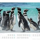 07, Magellanpinguine (Spheniscus magellanicus) - Falklandinseln. Mehrere Pinguine stehen am Strand vor türkisfarbenem Wasser.