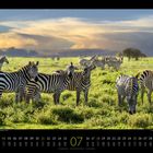 Steppenzebras in der Serengeti. Kalender für Juli, Zebras auf grünem Feld, bewölkter Himmel im Hintergrund.
