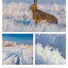 Text: "18 Mo, 19 Di, 20 Mi, 21 Do, 22 Fr, 23 Sa, 24 So, 03. Woche 2027, Januar."
Ein Hase sitzt im frostigen Feld. Darunter Winterlandschaft und Schneeflocken.