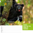 "KRASS! NOCH EIN TAG, DANN IST MORGEN!" Unter einem Baum klettert ein aufgeregter Indri mit weit geöffneten Augen.