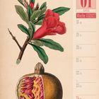 01 Januar 2027, Woche 03. Granatapfel-Abbildung mit roter Blüte und aufgeschnittener Frucht.