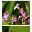 Kalenderblatt Juli, zeigt drei Blütenbilder, darunter Kalenderdaten.