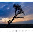 07. Kalenderseite für den Monat Juli. Ein Gepard klettert auf einen ausladenden Baum vor einem farbigen Himmel bei Sonnenuntergang.