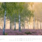 "07" und "Juli". Birkenwald im Nebel mit blühender Heide. Datumsangaben darunter.